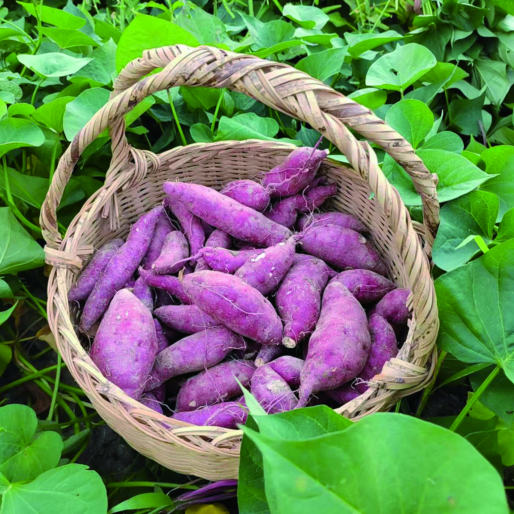岳西西瓜红蜜薯